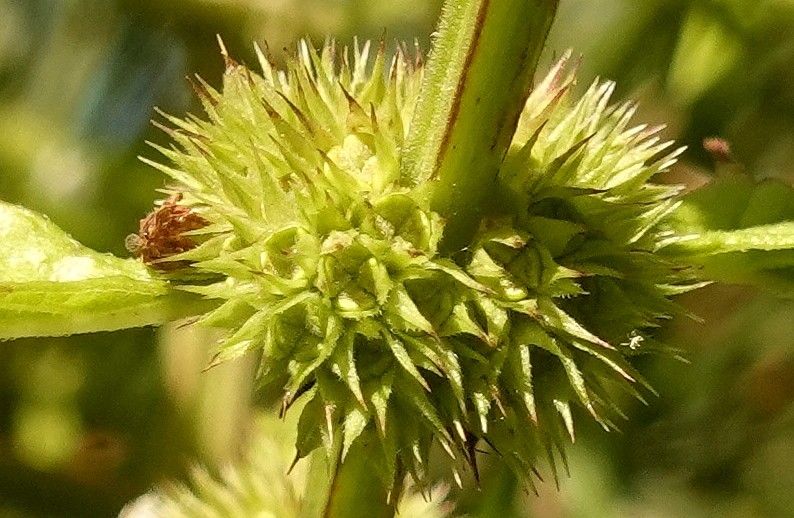 Lycopus europaeus fruit