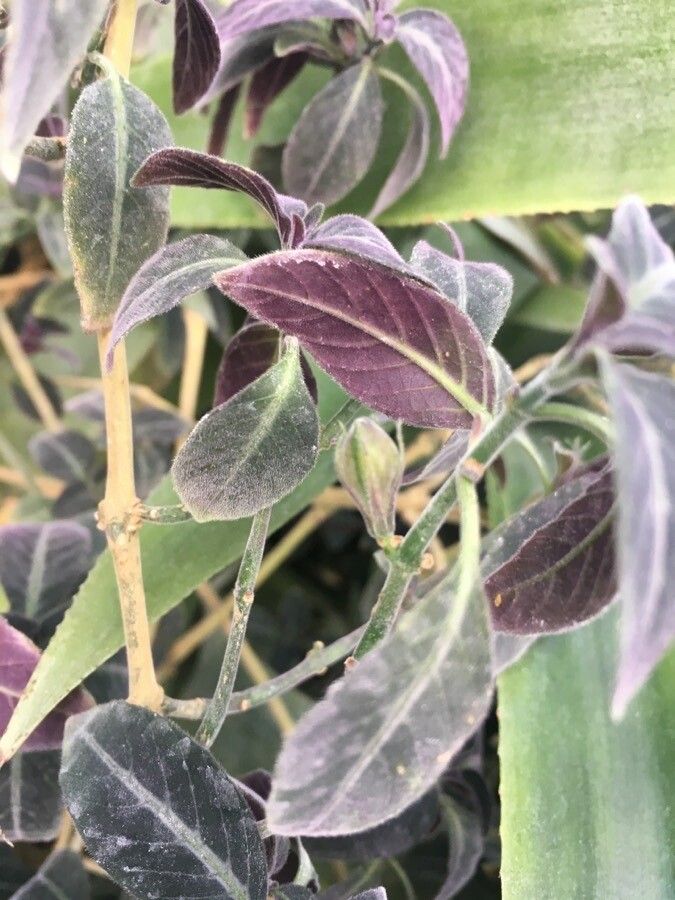 Ruellia makoyana fruit