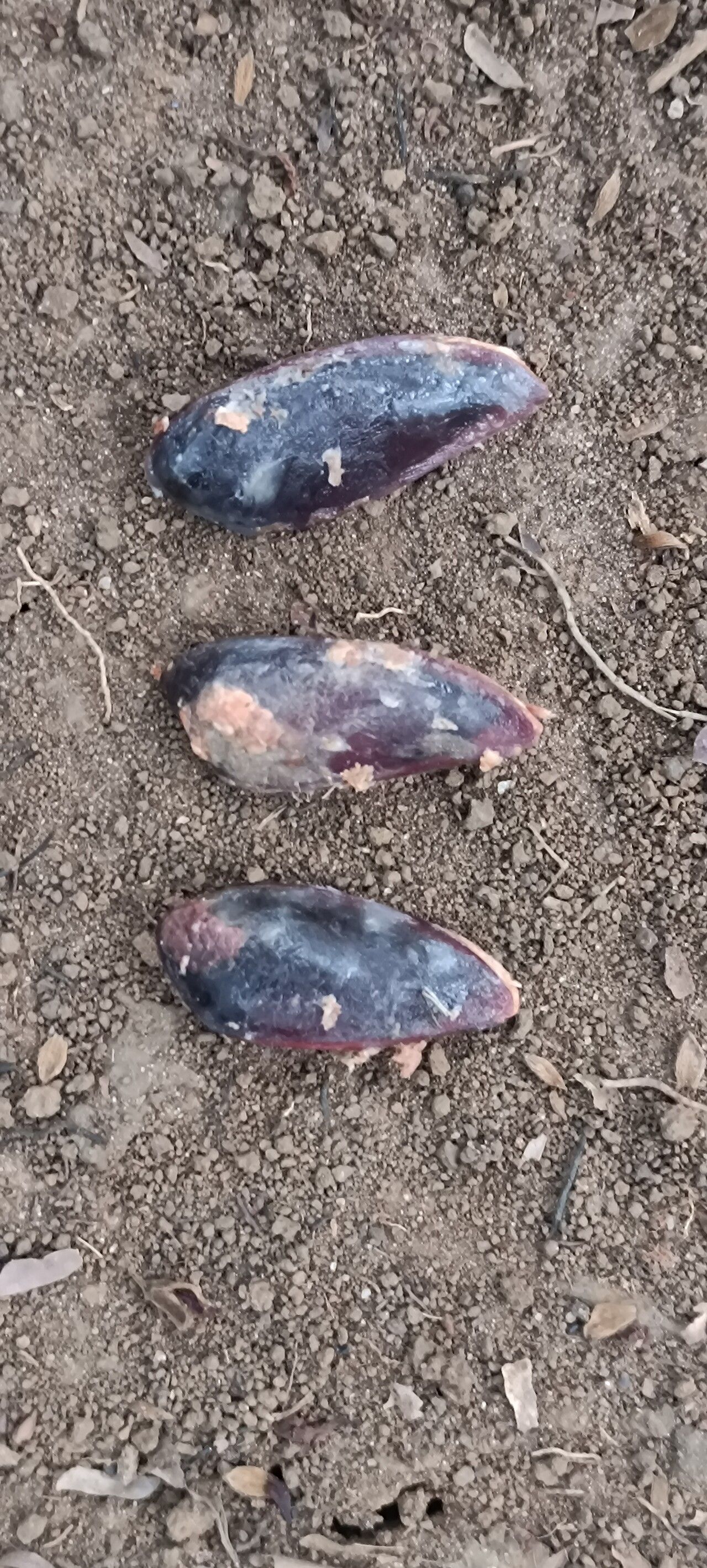 Diospyros mannii fruit