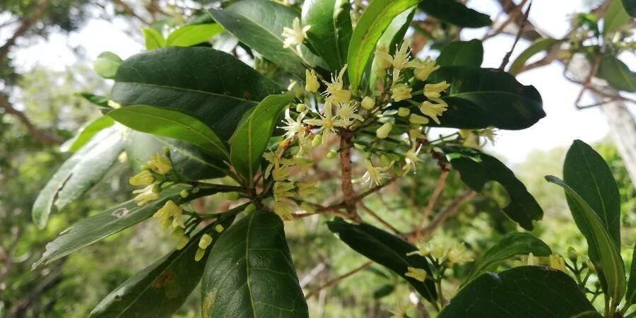 Acronychia laevis flower