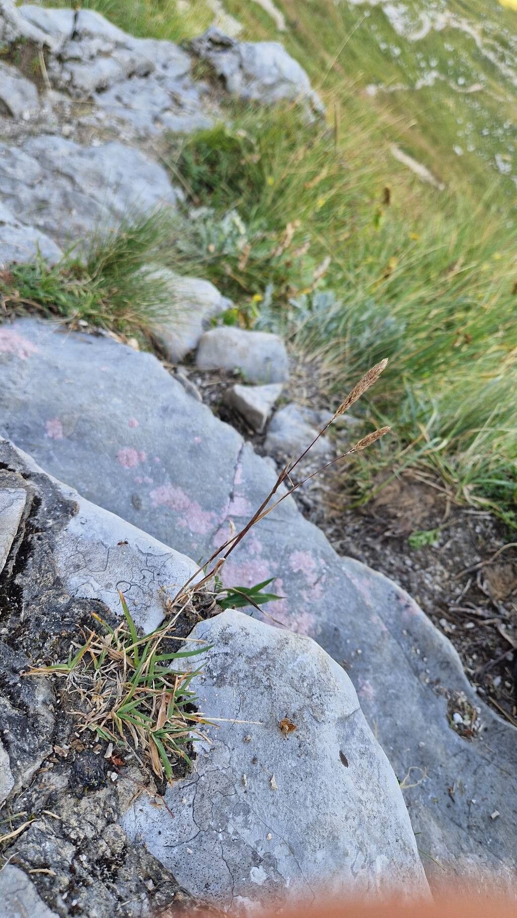 Phleum hirsutum habit