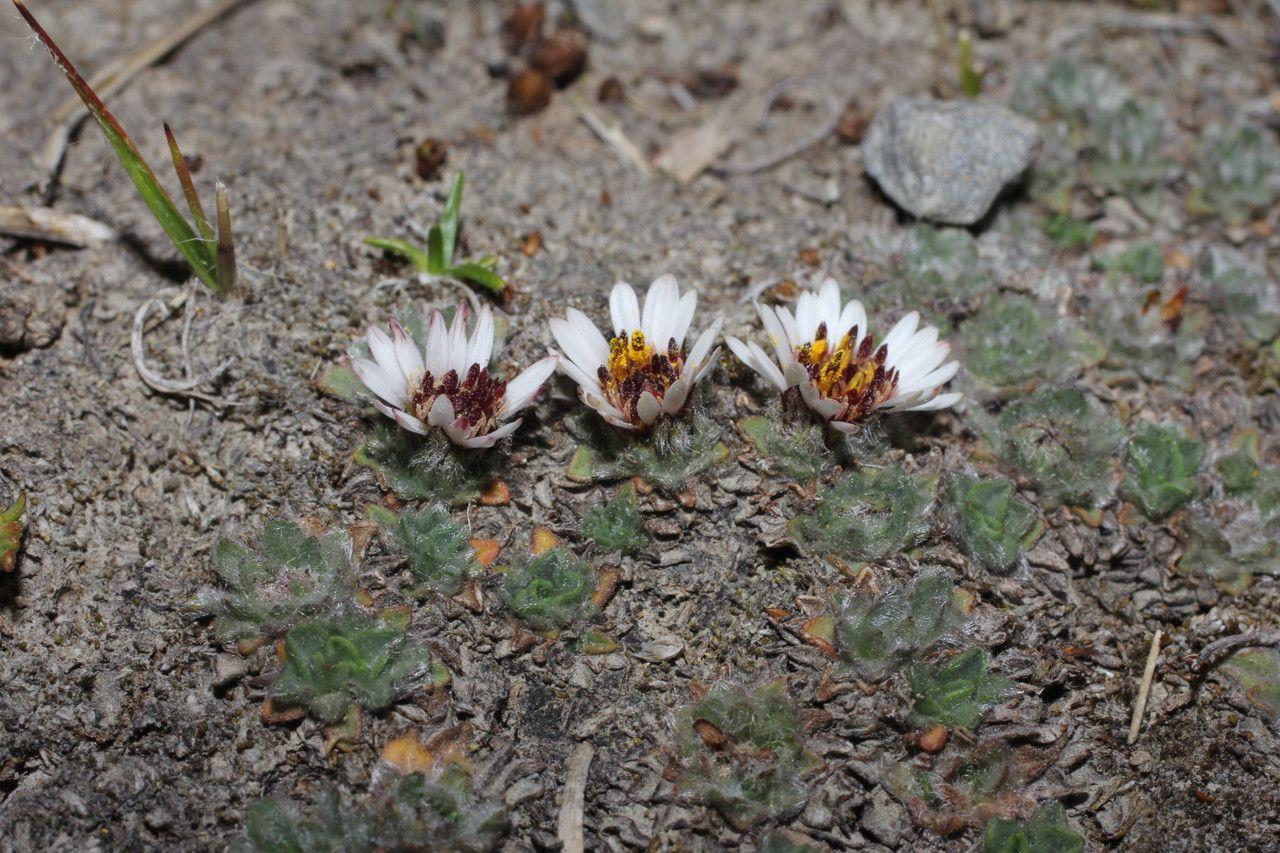 Erigeron rosulatus leaf