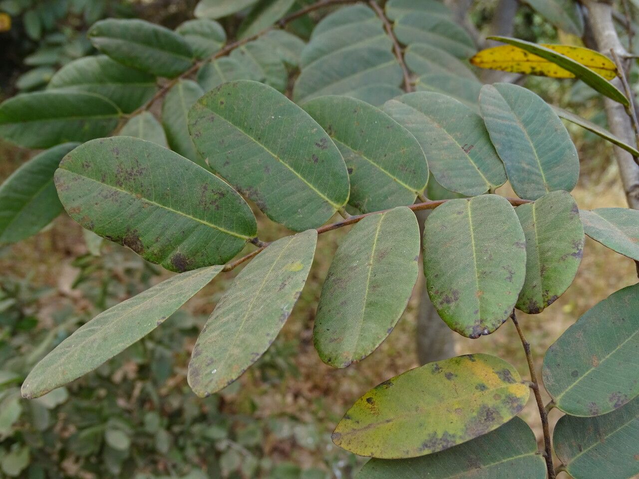 Detarium senegalense — search result for 'Senegal'