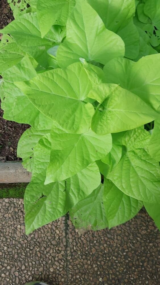 Crateva eminens — related species from the same genus