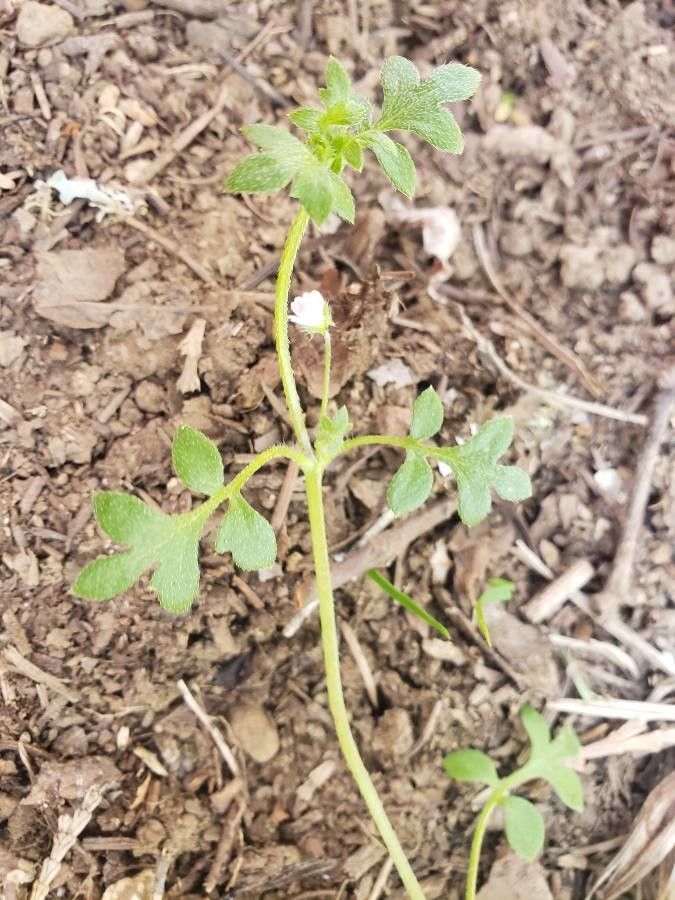 Nemophila aphylla — related species from the same genus
