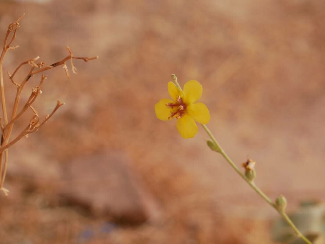 Verbascum eremobium flower