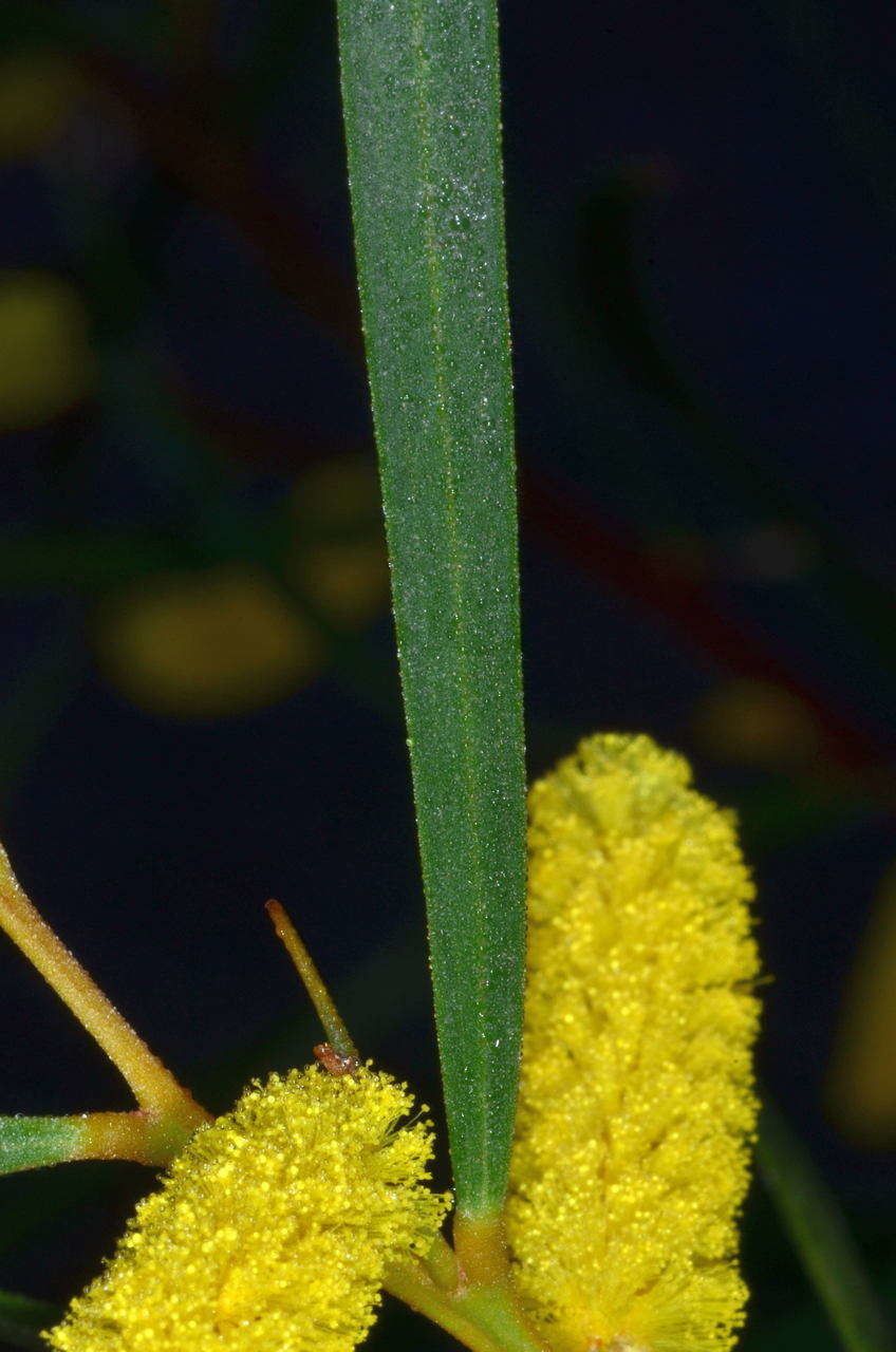 Acacia doratoxylon — search result for 'Acacia'