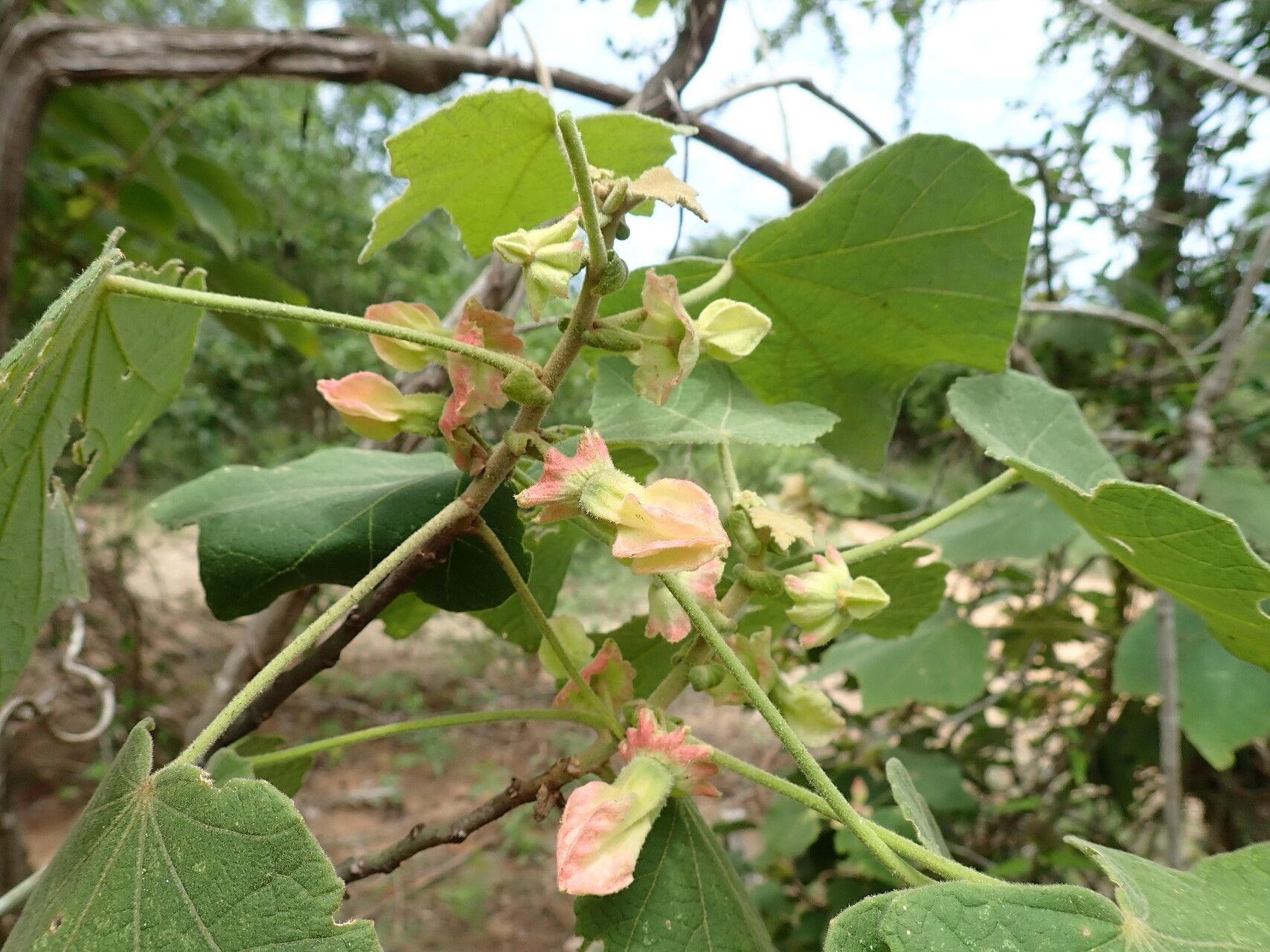 Hibiscus macrogonus flower