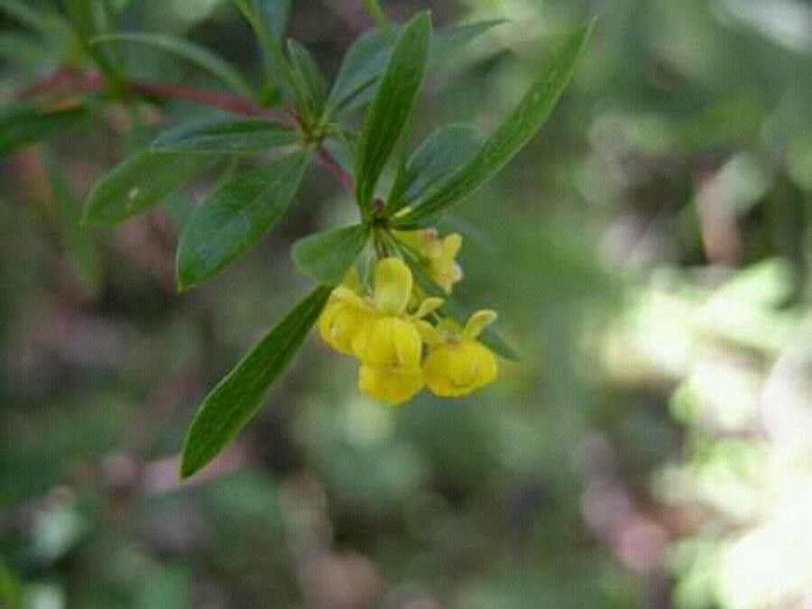 Berberis libanotica flower