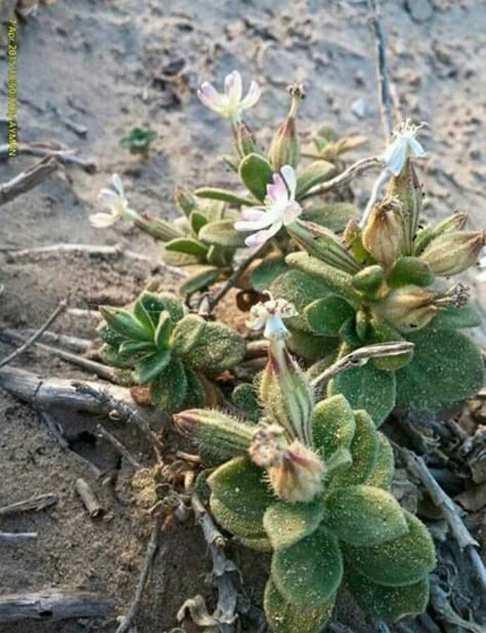 Silene sedoides flower