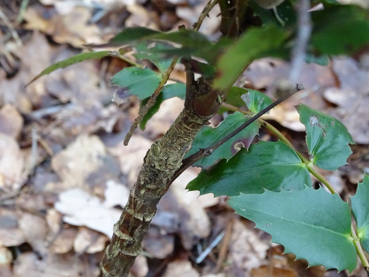Mahonia nervosa bark