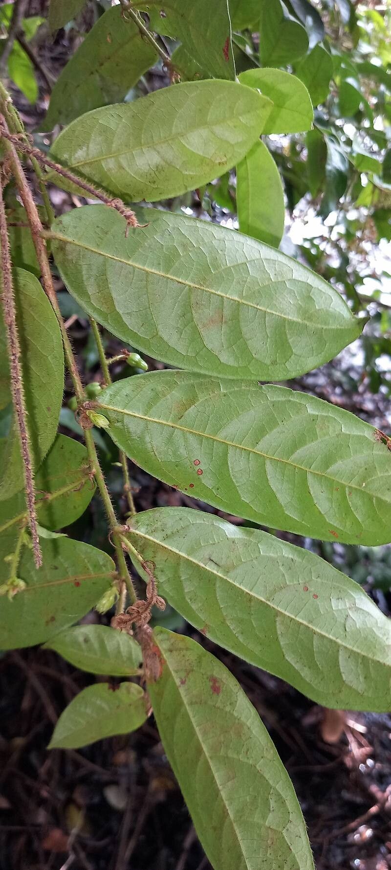 Hirtella tentaculata leaf