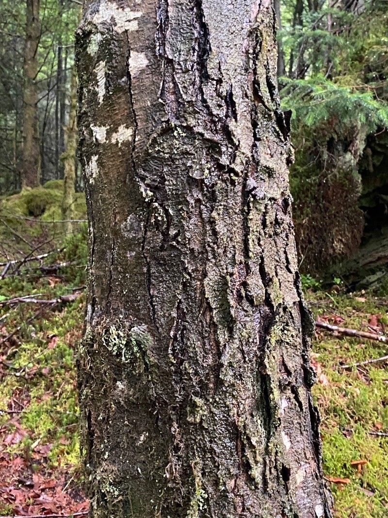 Nothofagus alpina bark