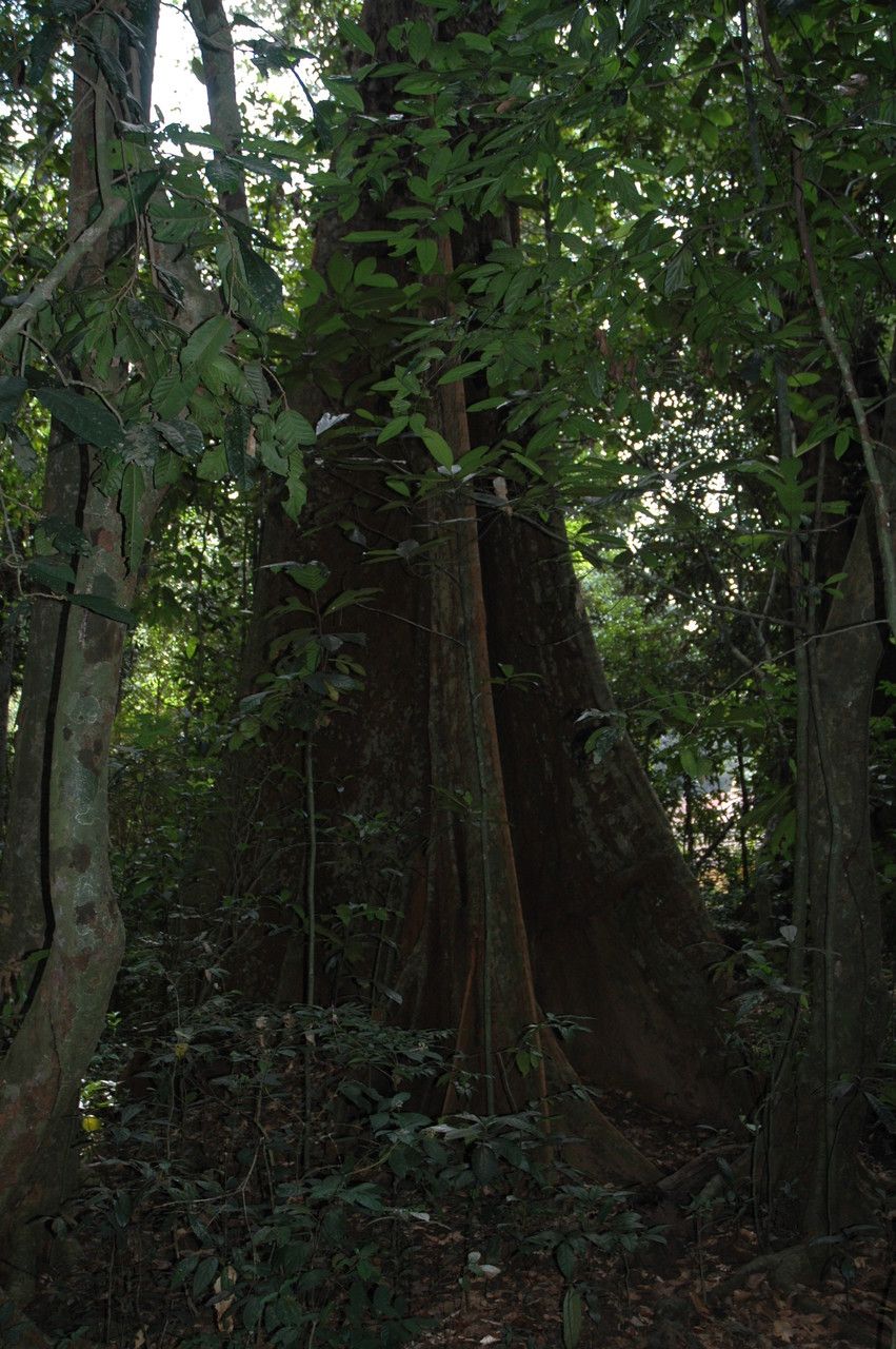Hopea parviflora bark