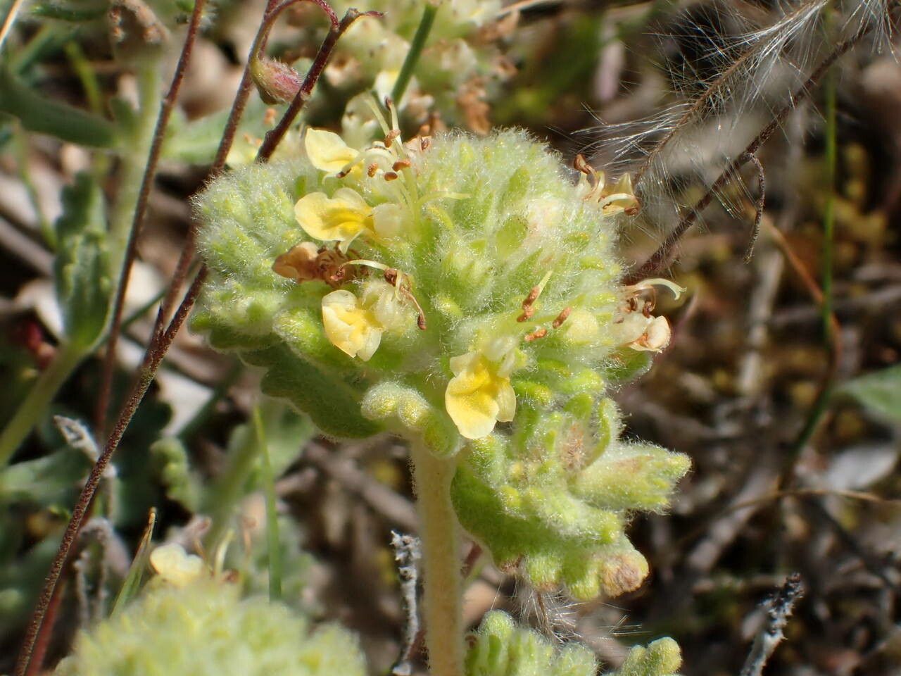 Teucrium rouyanum flower