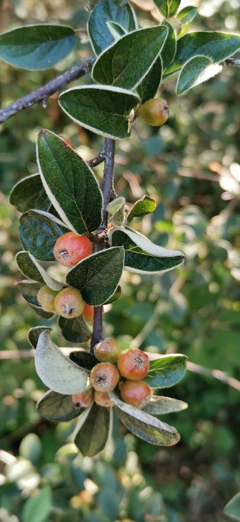 Cotoneaster induratus fruit