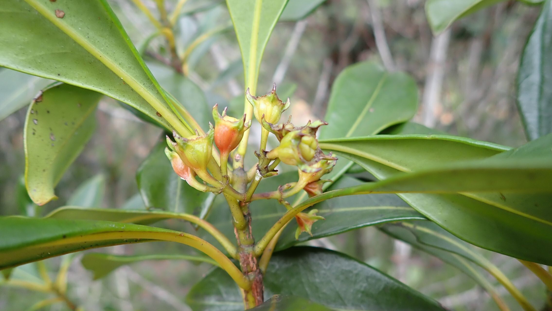 Thiollierea retusiflora fruit