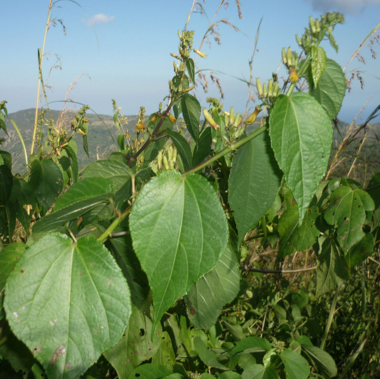 Triumfetta pilosa flower