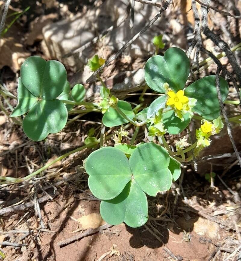 Oxalis pachyrrhiza habit