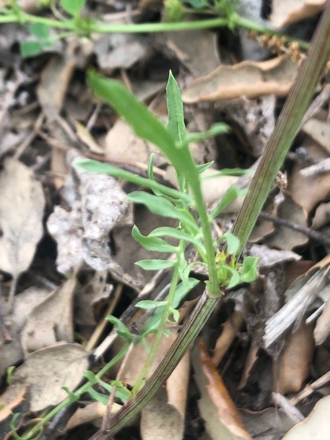 Podospermum laciniatum — search result for 'Scorzonera'