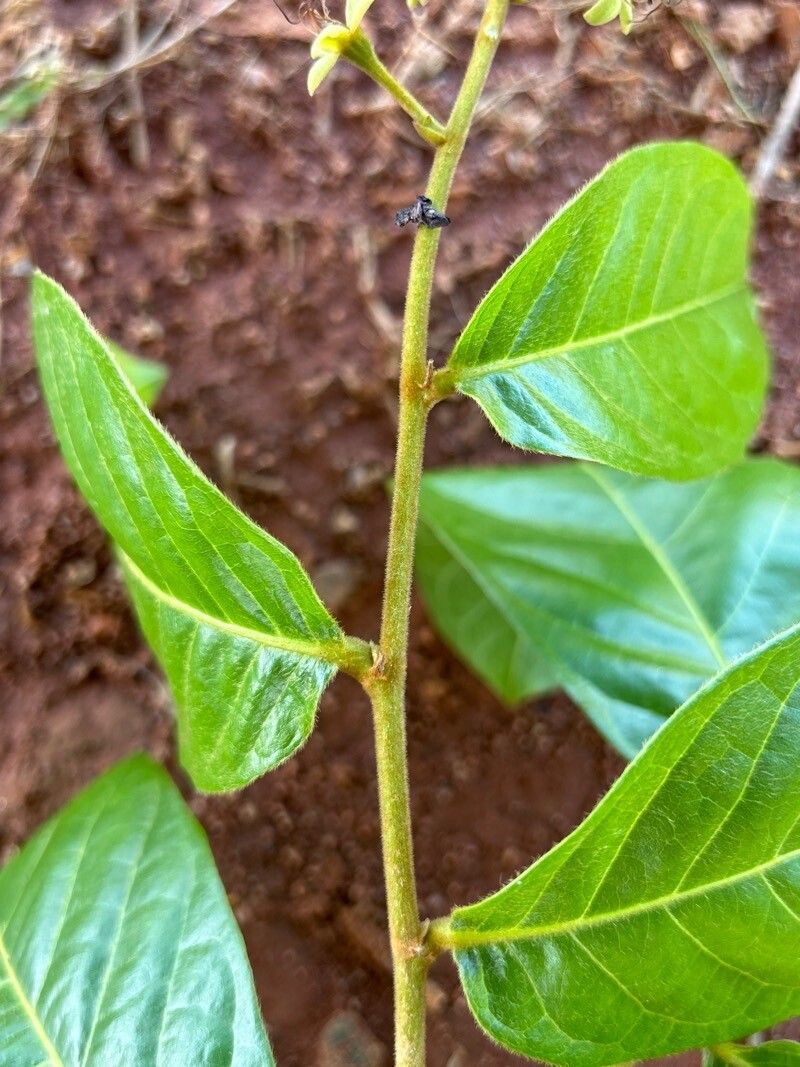 Hirtella hebeclada — houseplant care guide