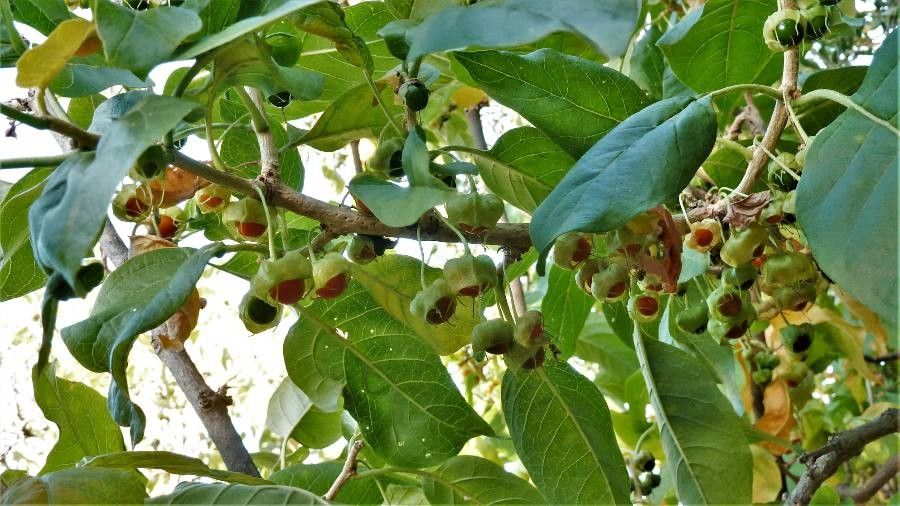 Withania aristata fruit