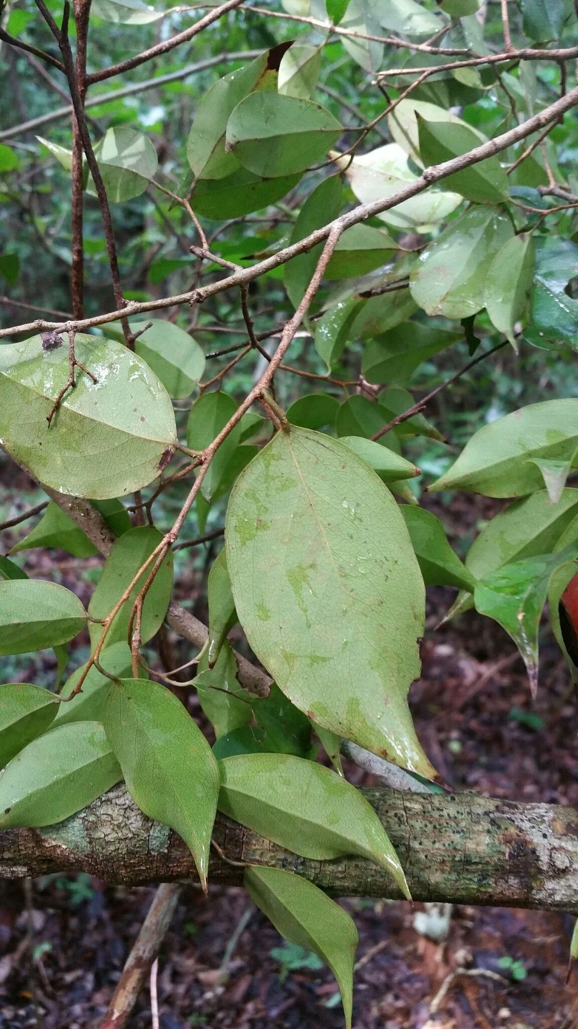 Ludia leandriana — houseplant care guide