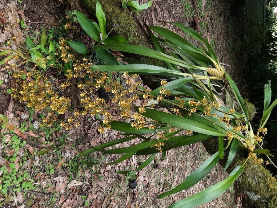 Oncidium stenotis habit