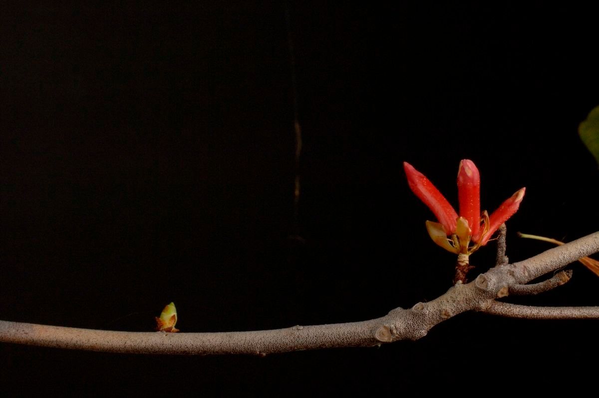 Rhododendron malayanum other