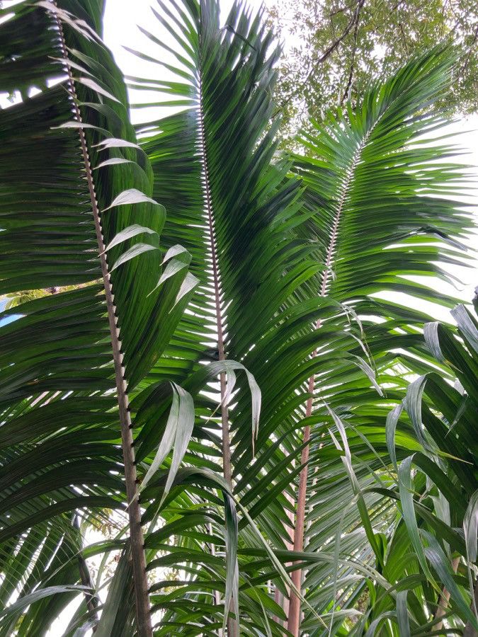 Elaeis oleifera — search result for 'Honduras'