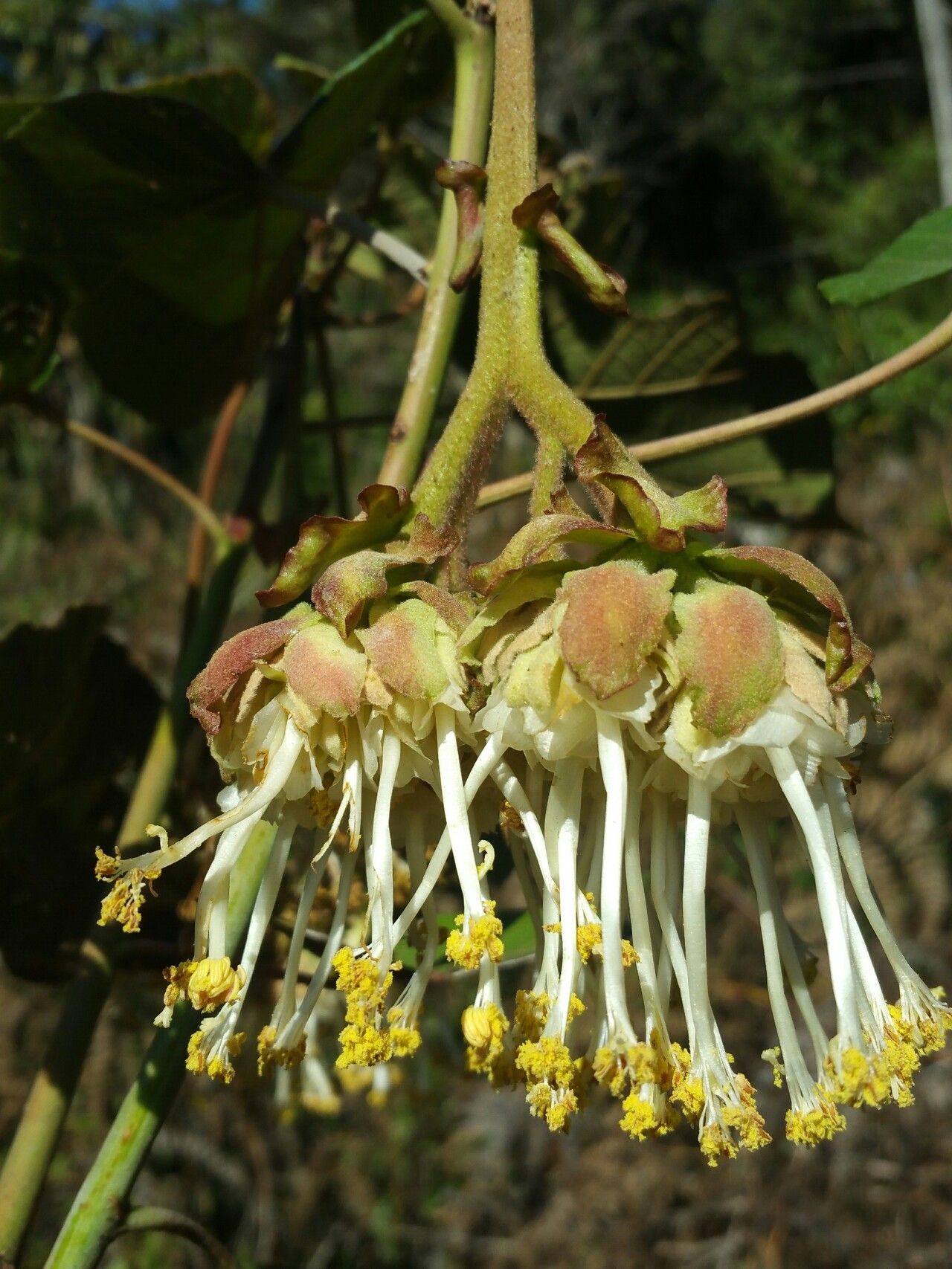 Dombeya cannabina flower