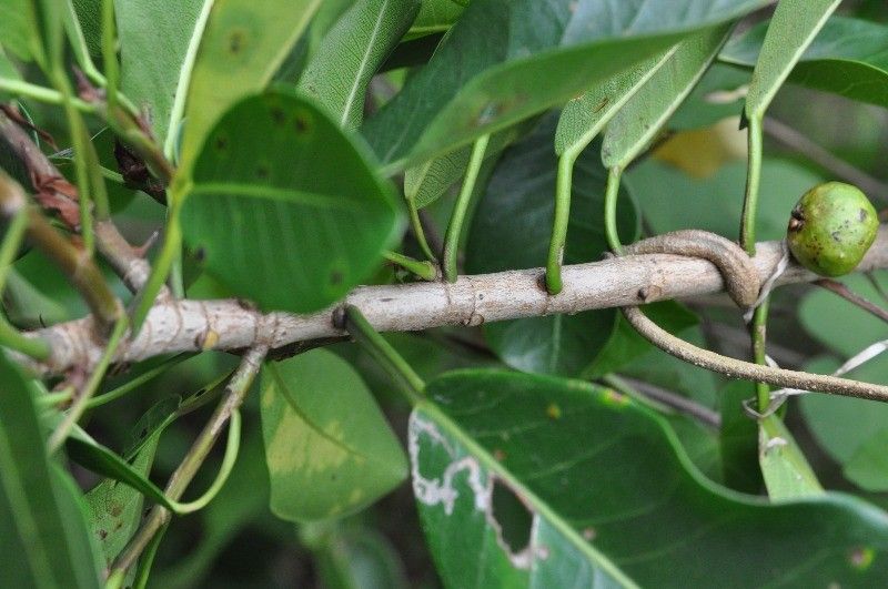 Ficus reflexa bark