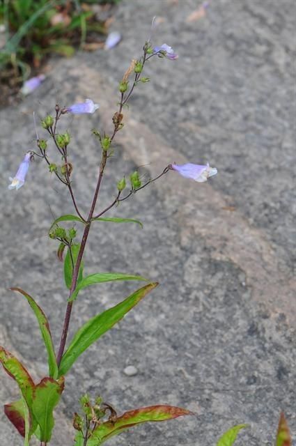 Penstemon watsonii habit