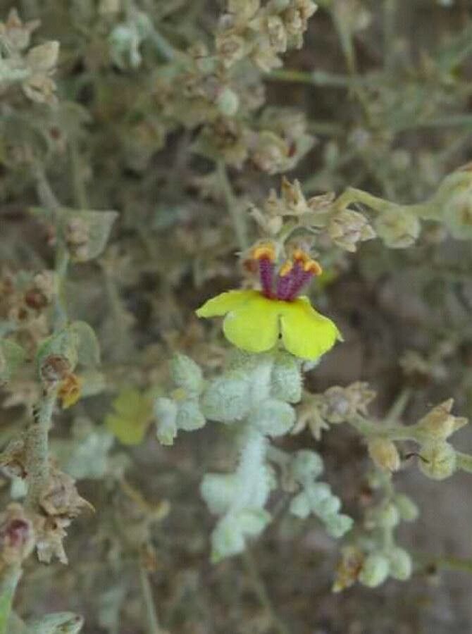 Verbascum eriophorum — search result for 'Verbascum'