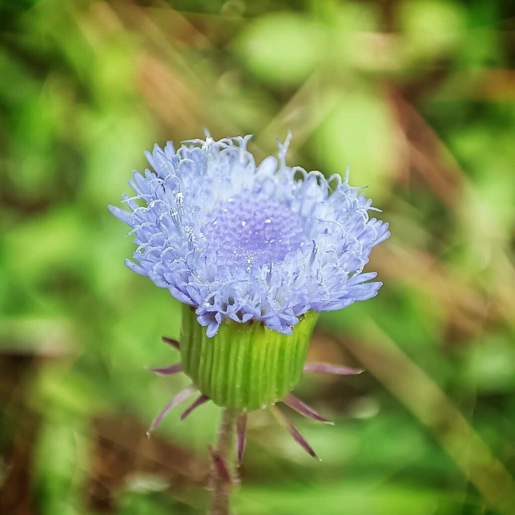 Crassocephalum rubens flower