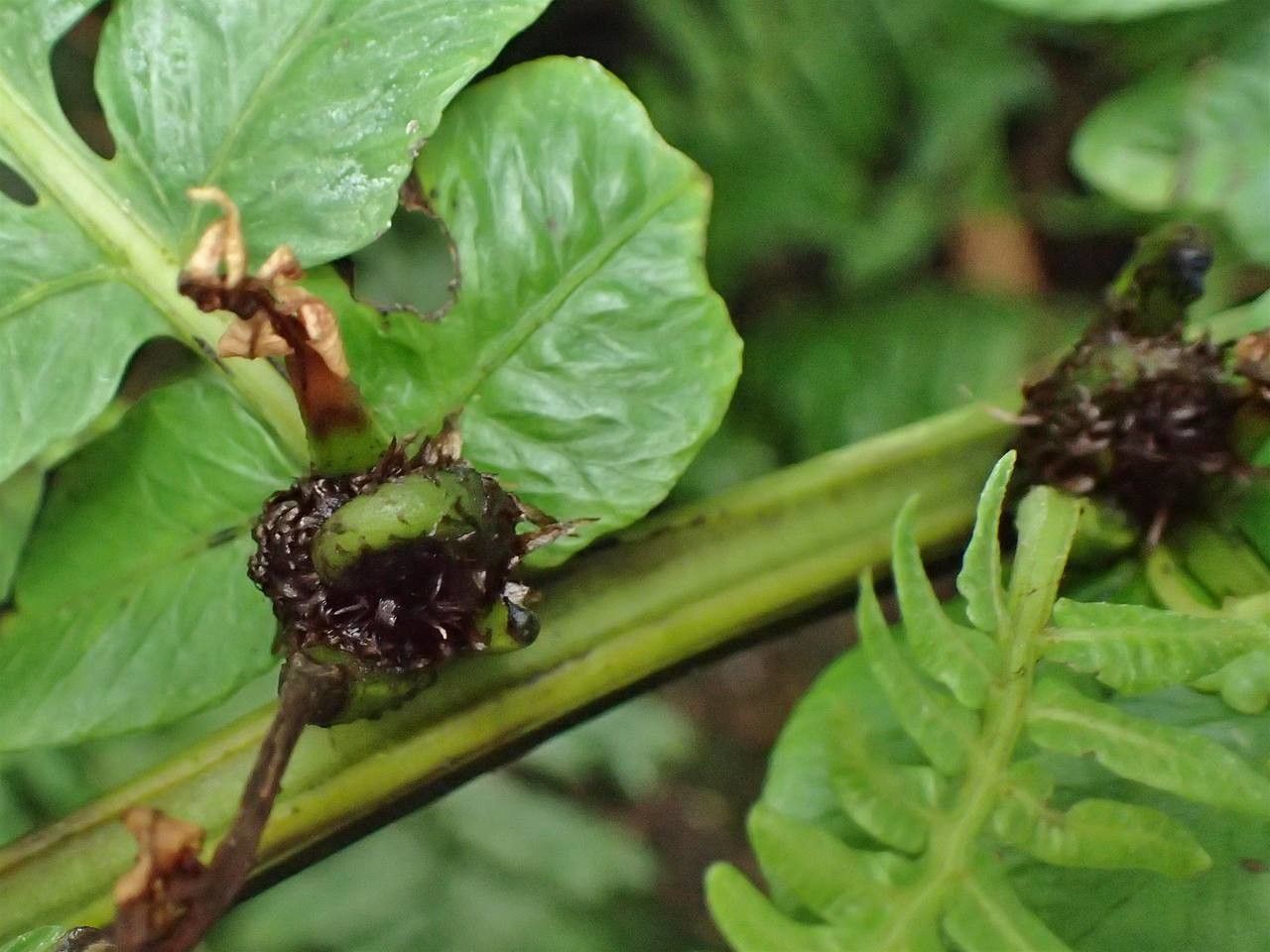 Diplazium proliferum fruit