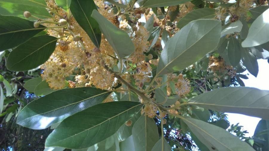 Litsea glutinosa flower