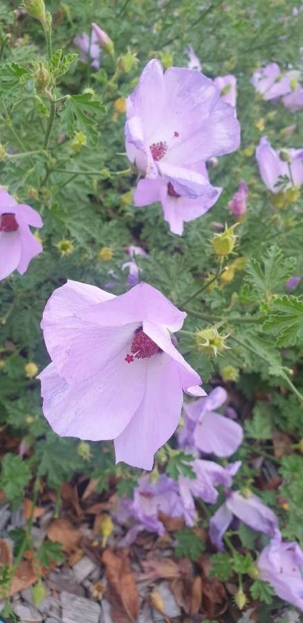Alyogyne hakeifolia flower