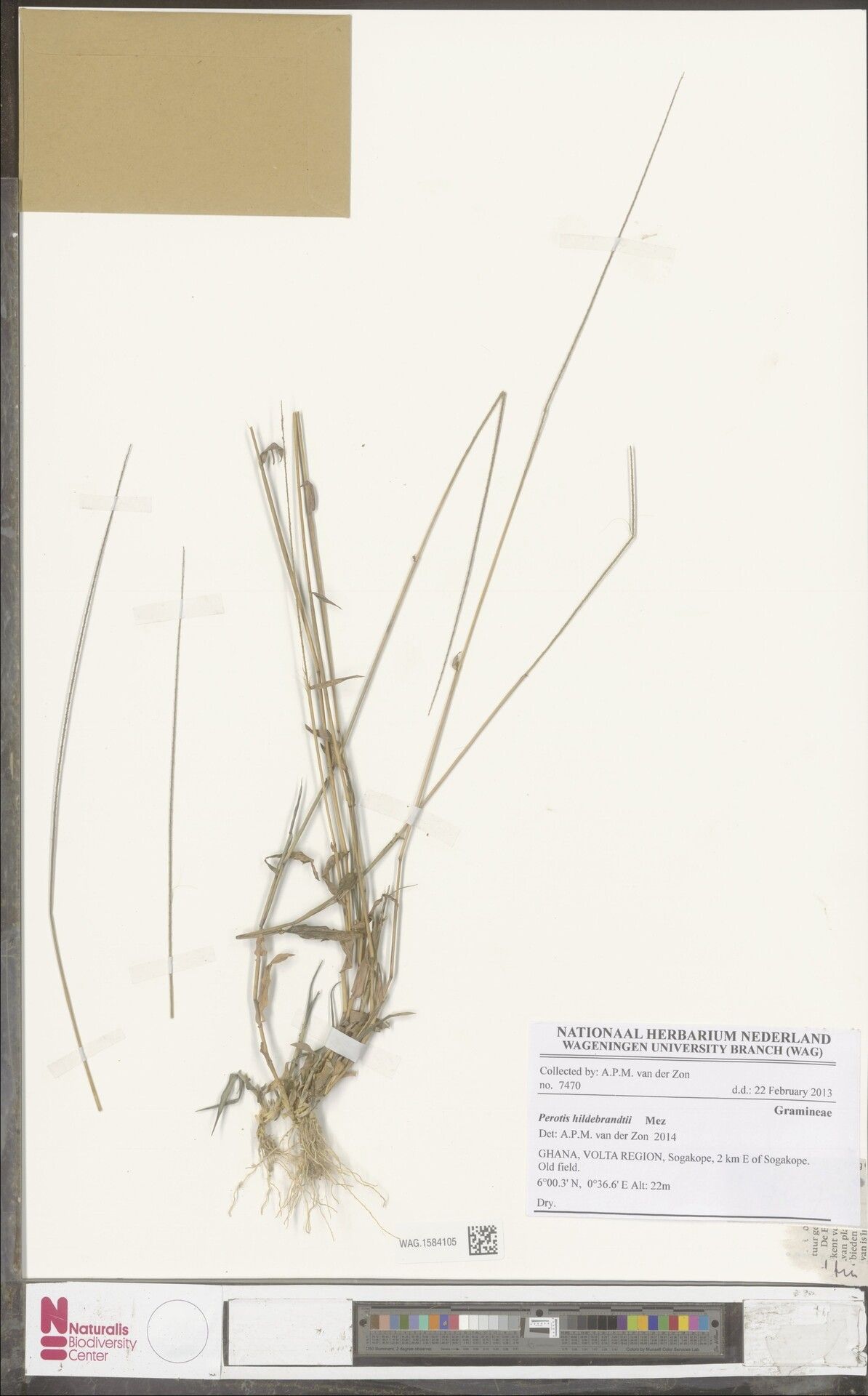 Perotis hildebrandtii — related species from the same genus