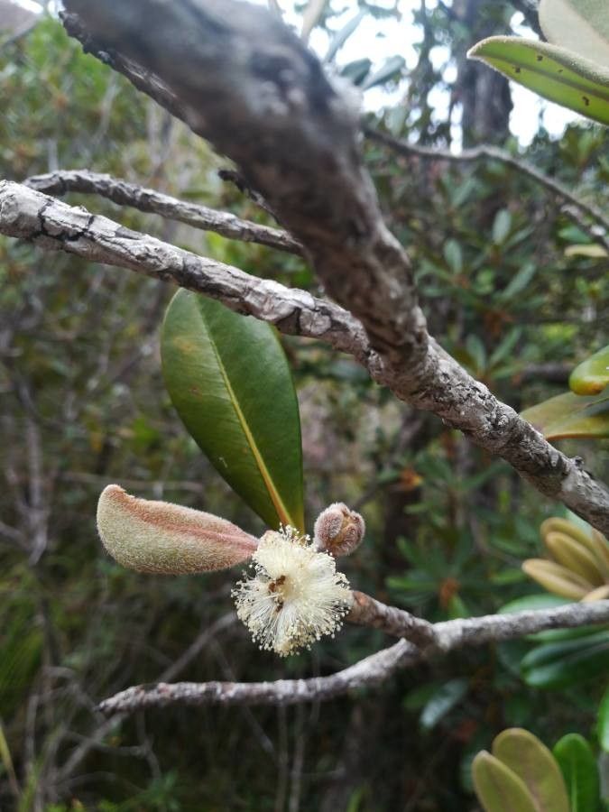 Eugenia gacognei flower