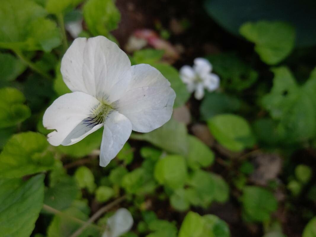 Viola Striata flower