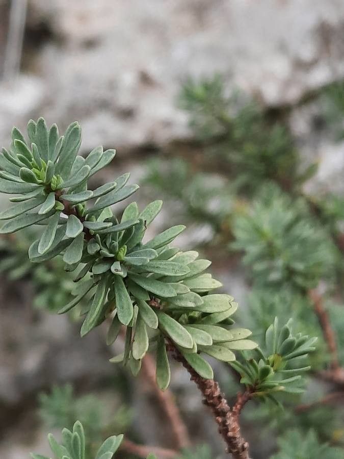 Thymelaea dioica — related species from the same genus