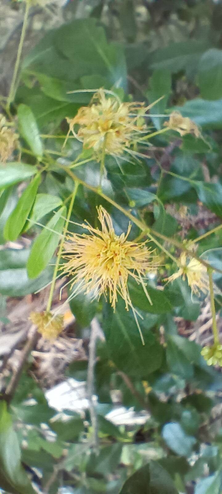 Hypelate trifoliata flower