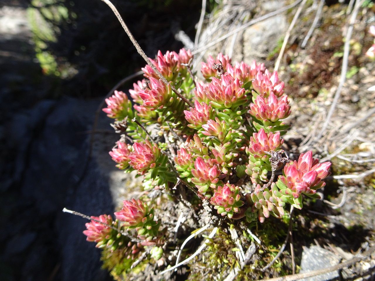 Sedum goldmanii habit