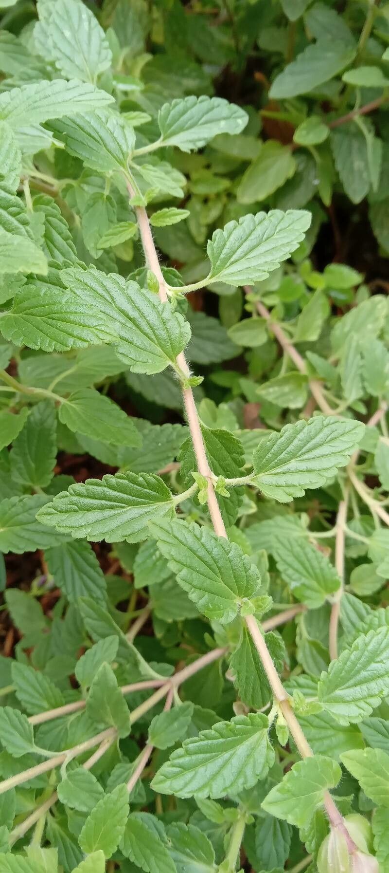 Scutellaria alpina leaf