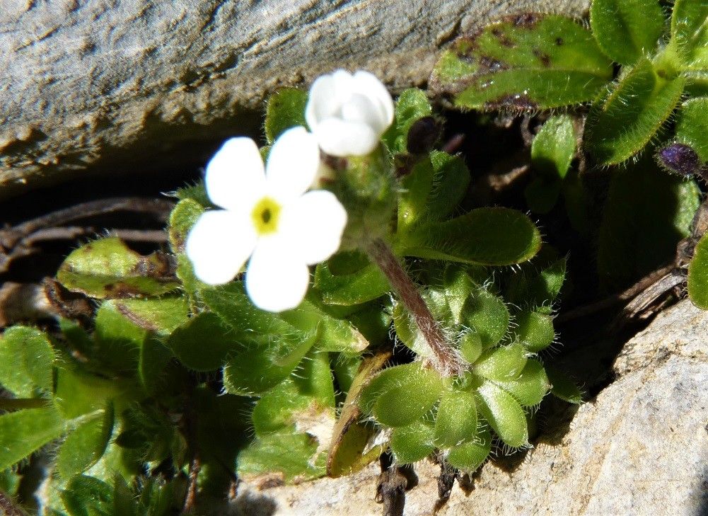 Androsace chamaejasme flower