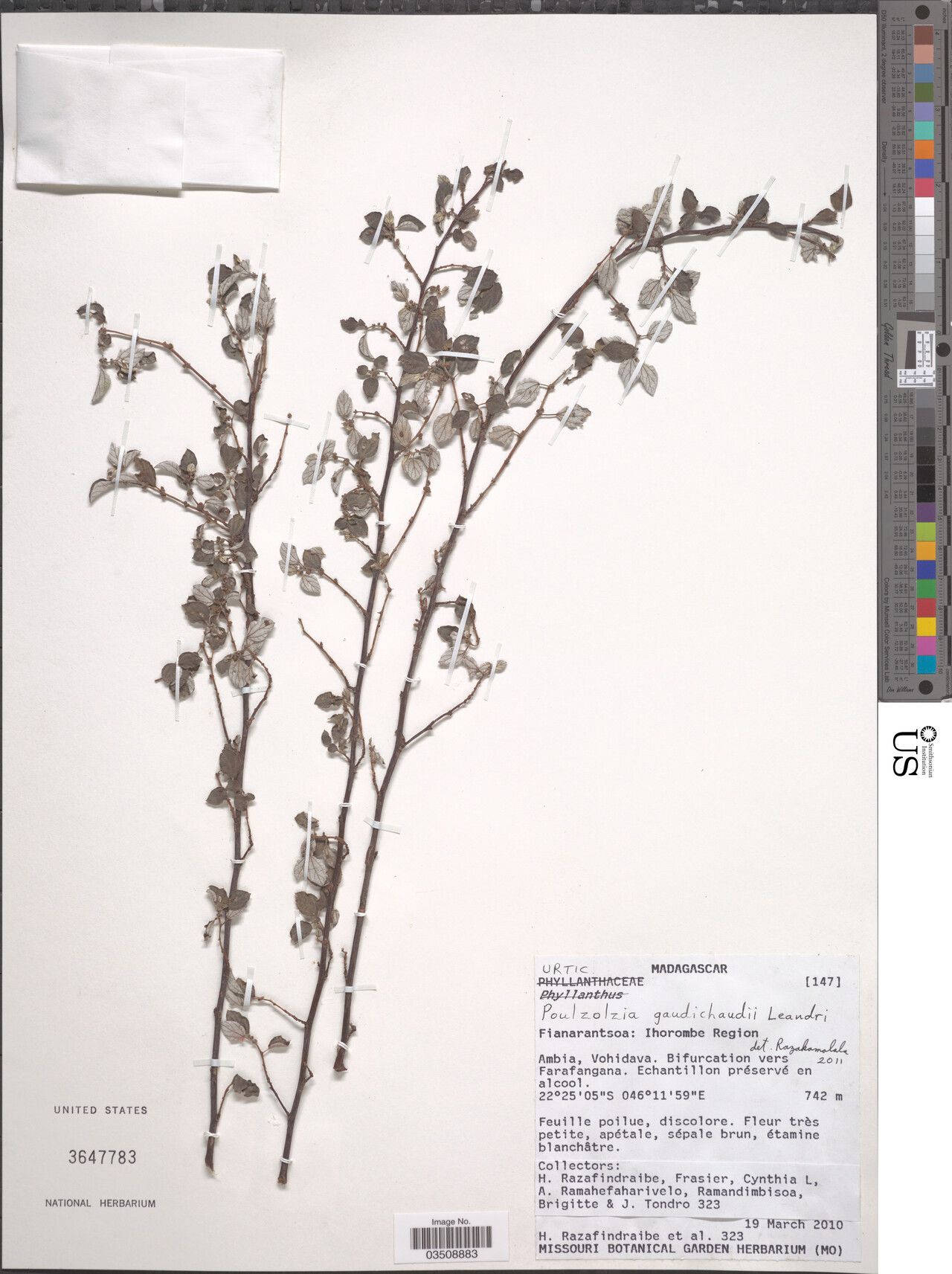 Pouzolzia gaudichaudii — related species from the same genus