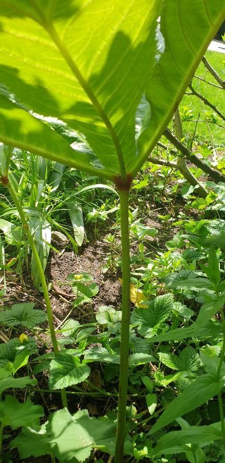 Rodgersia podophylla bark