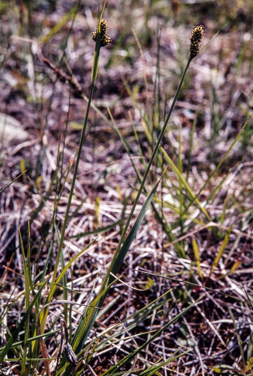 Carex norvegica fruit