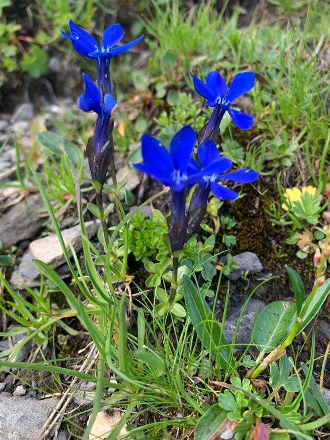 Gentiana bavarica — search result for 'Gentianaceae'